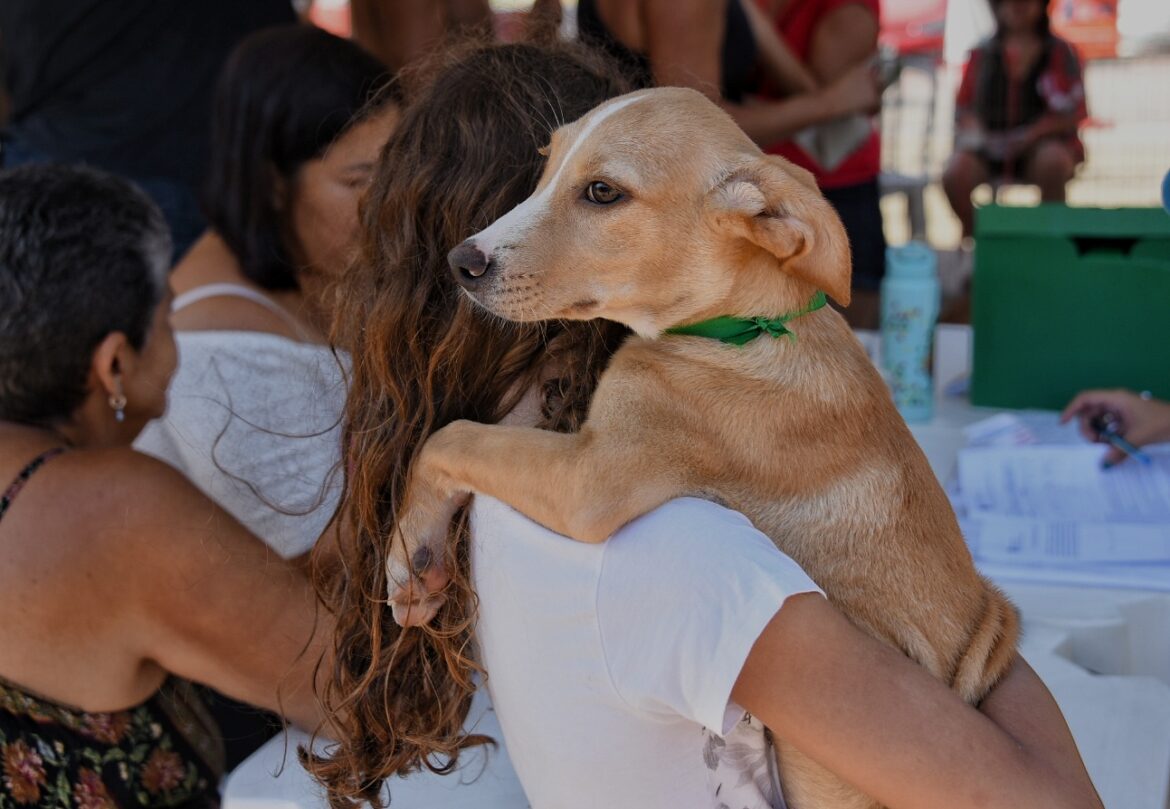 prefeitura-de-marica-cria-catalogo-digital-para-incentivar-adocao-responsavel-de-caes-e-gatos