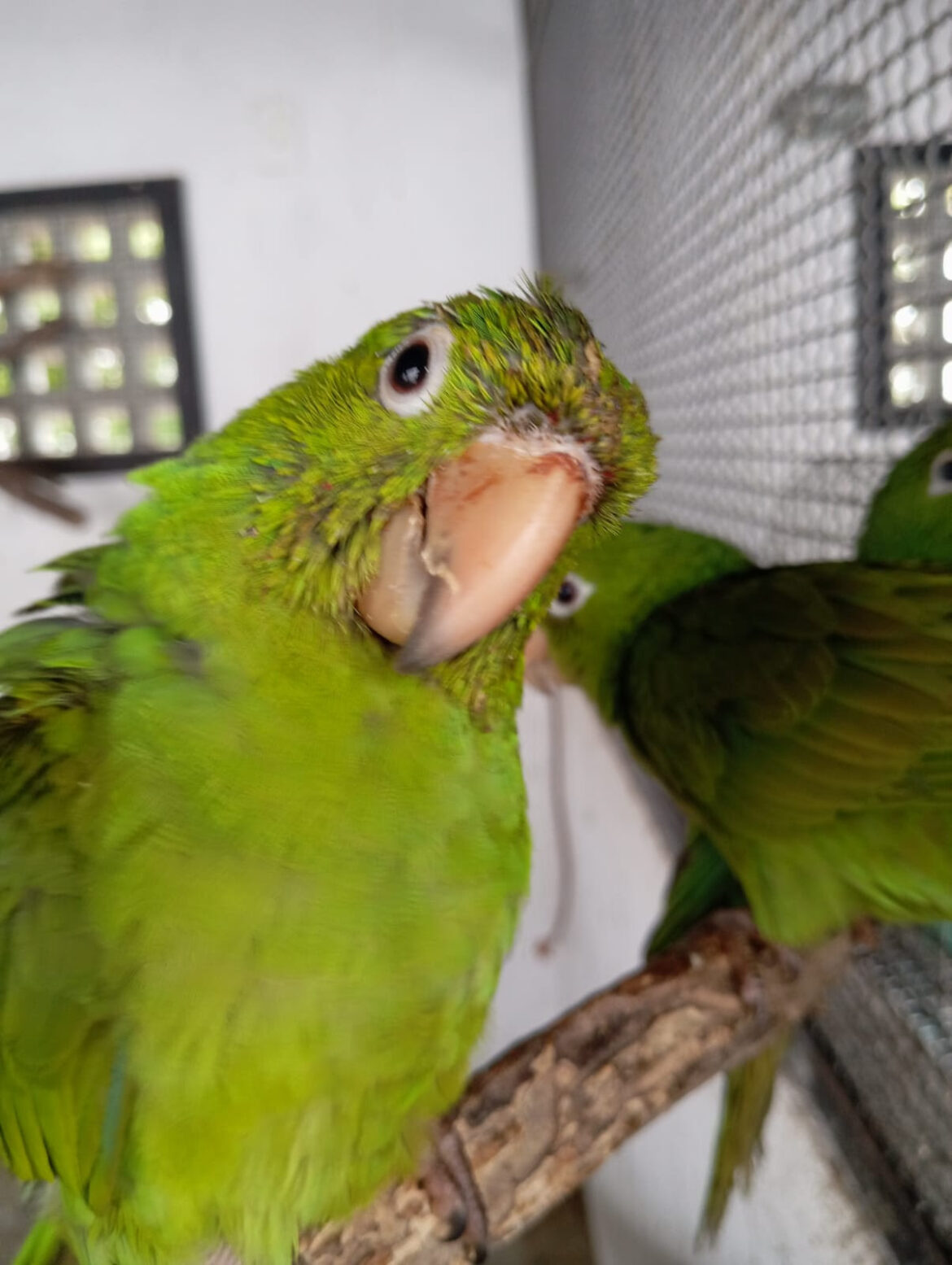 asas-recebe-122-animais-silvestres-em-julho-e-reforca-atuacao-na-protecao-da-fauna-em-sao-goncalo asas-recebe-122-animais-silvestres-em-julho-e-reforca-atuacao-na-protecao-da-fauna-em-sao-goncalo