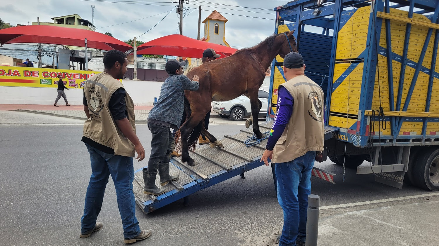 Operação conjunta apreende dez suínos e um equino em São Gonçalo 263 36013 operacao conjunta apreende dez suinos e um equino em sao goncalo