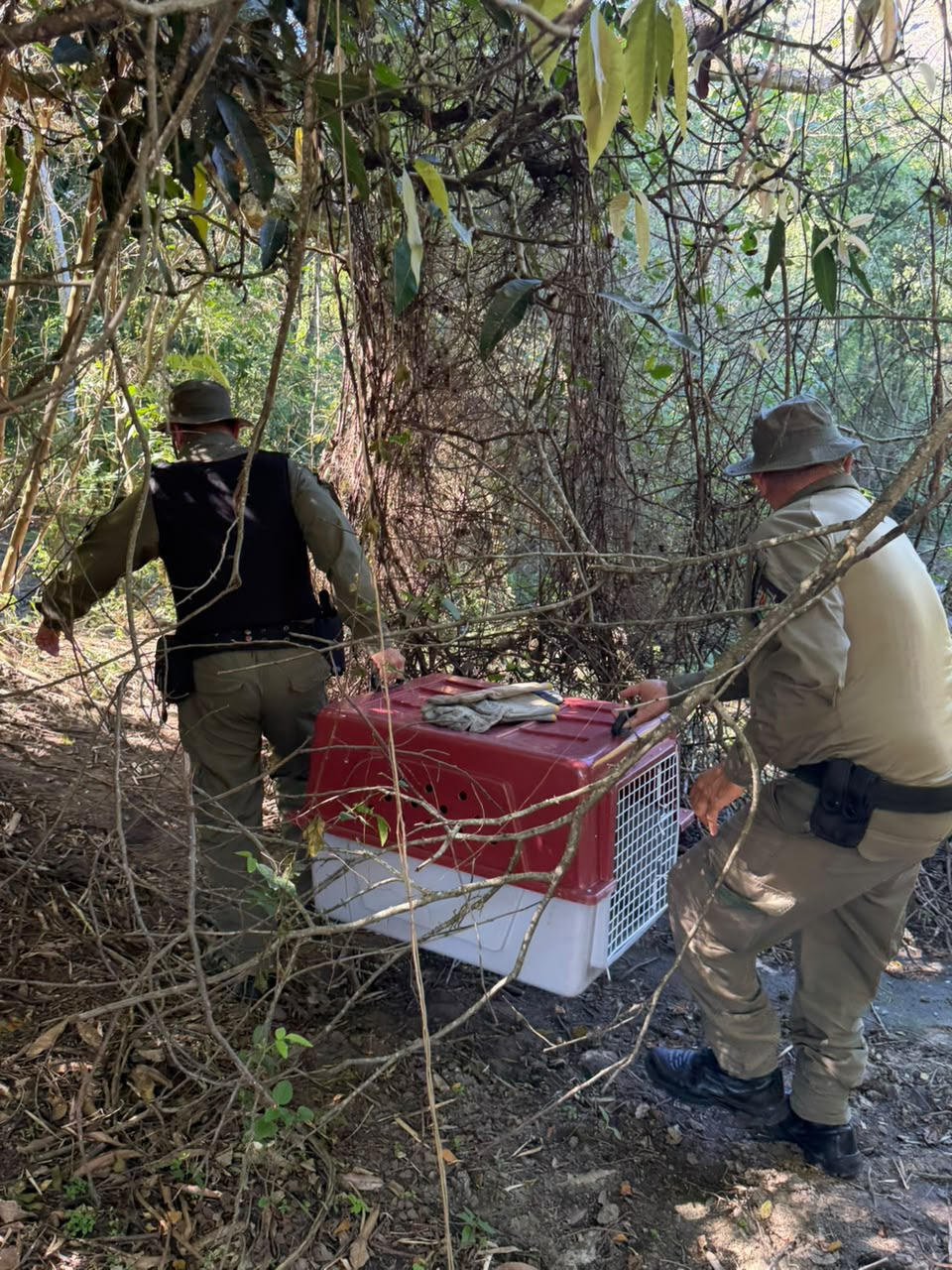 asas-realiza-soltura-de-femea-de-cachorro-do-mato-resgatada-em-maria-paula asas-realiza-soltura-de-femea-de-cachorro-do-mato-resgatada-em-maria-paula
