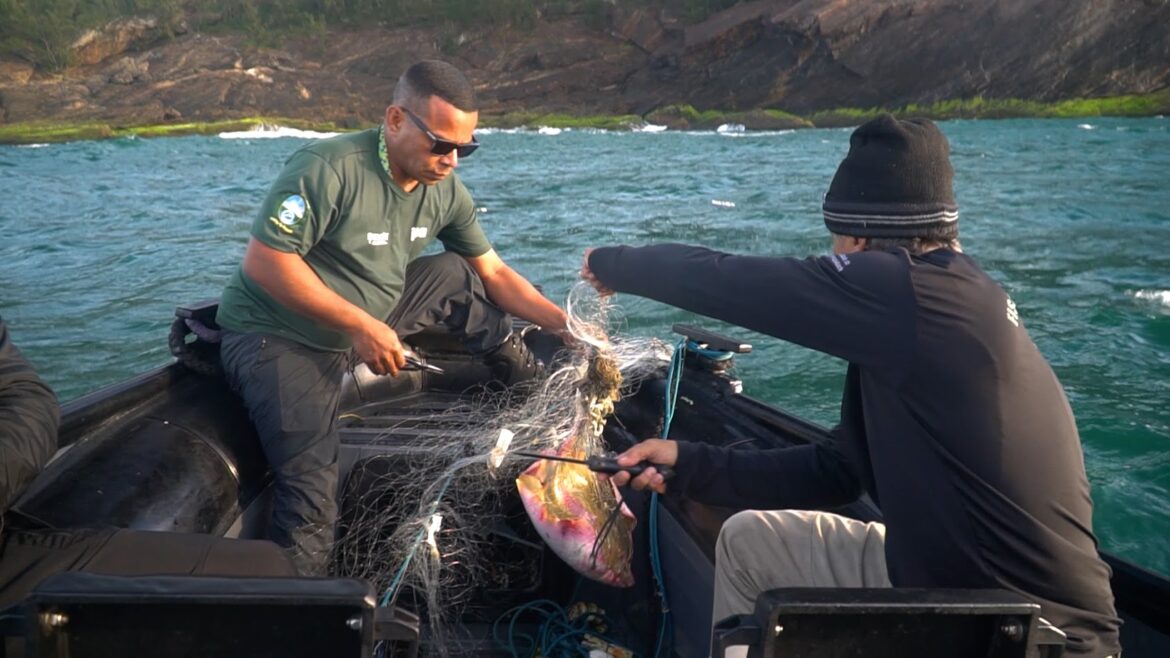 secretaria-de-estado-do-ambiente-e-sustentabilidade-e-inea-resgatam-11-arraias-manteiga,-especie-ameacada-de-extincao,-em-fiscalizacao-realizada-em-saquarema secretaria-de-estado-do-ambiente-e-sustentabilidade-e-inea-resgatam-11-arraias-manteiga,-especie-ameacada-de-extincao,-em-fiscalizacao-realizada-em-saquarema