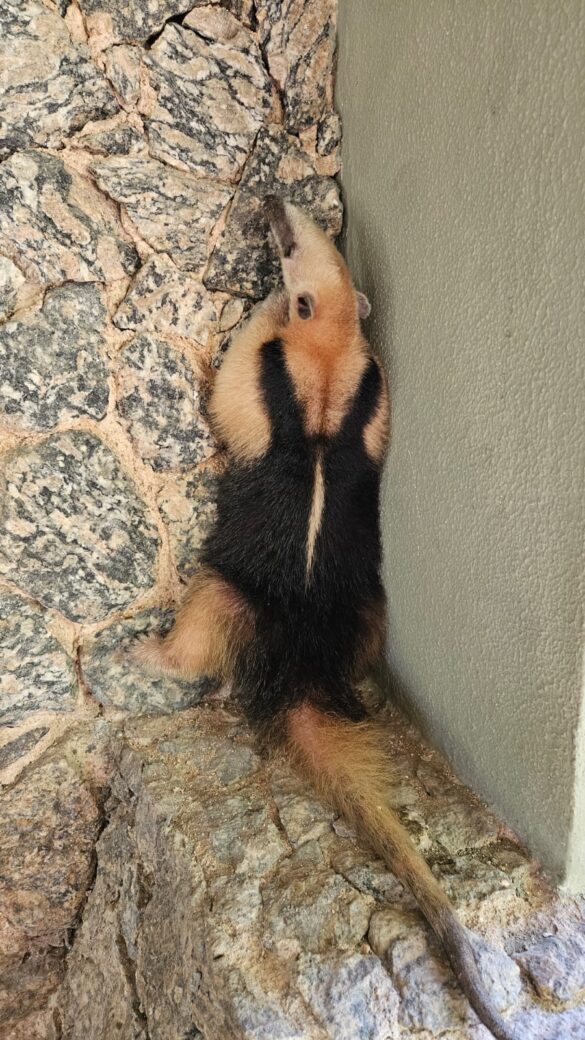 guarda-ambiental-de-niteroi-resgata-tamandua-em-itacoatiara guarda-ambiental-de-niteroi-resgata-tamandua-em-itacoatiara