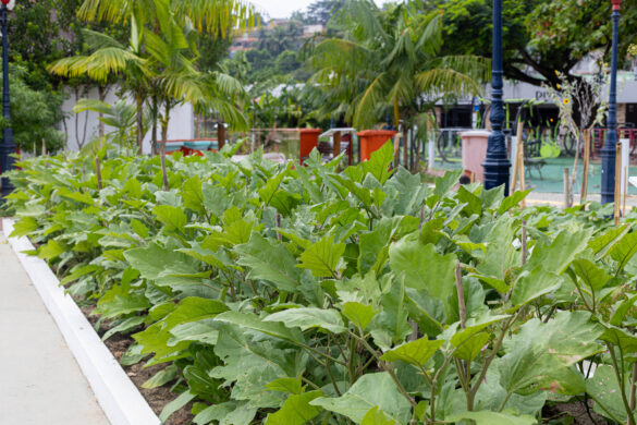 producao-agroecologica-de-marica-garante-alimentos-frescos-para-milhares-de-pessoas producao-agroecologica-de-marica-garante-alimentos-frescos-para-milhares-de-pessoas