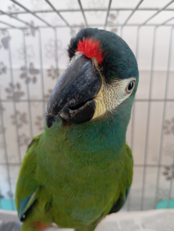 asas-recebe-271-animais-silvestres-durante-o-mes-de-agosto-em-sao-goncalo asas-recebe-271-animais-silvestres-durante-o-mes-de-agosto-em-sao-goncalo