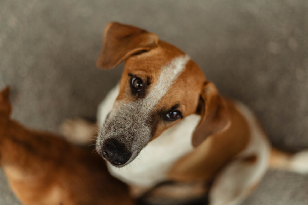 marica-realiza-campanha-de-adocao-de-animais-neste-fim-de-semana marica-realiza-campanha-de-adocao-de-animais-neste-fim-de-semana